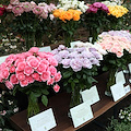 Cetara in Fiore, torna il mercatino dei fiori e delle piante: appuntamento il 27 aprile e il 18 maggio