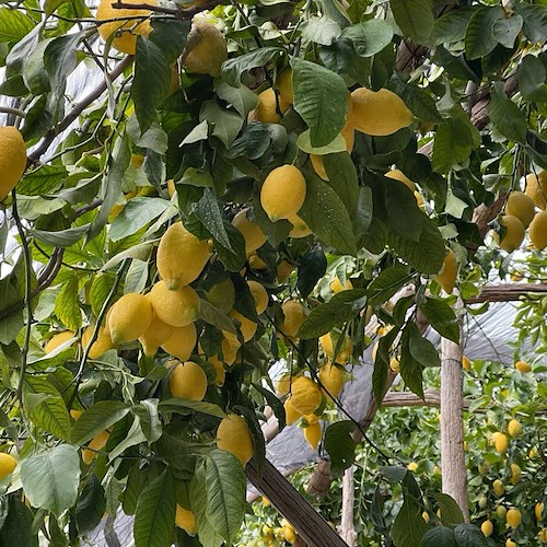 A Cetara un'associazione per i limoni e il territorio