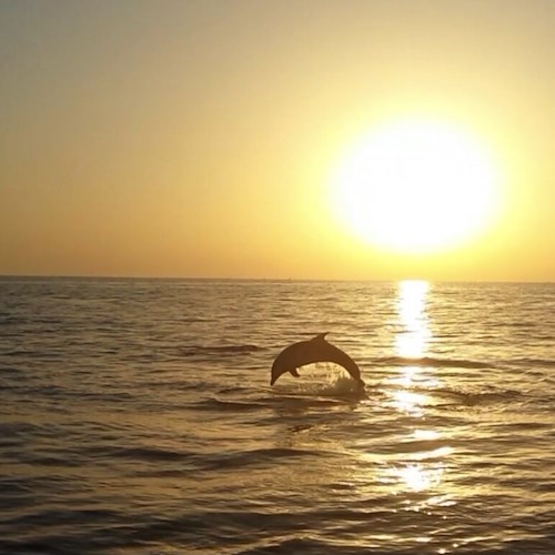 Delfini si divertono all'alba in Costiera Amalfitana: lo spettacolo dei mammiferi acrobati a Cetara