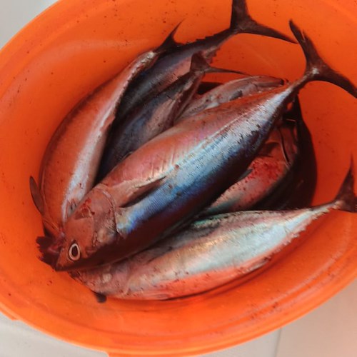 Nuovo blitz Guardia Costiera al porto di Cetara: sequestrati altri 10 kg di piccoli tonni rossi /foto