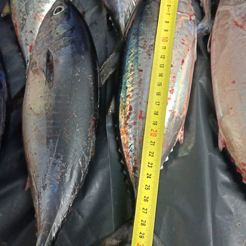 Nuovo blitz Guardia Costiera al porto di Cetara: sequestrati altri 10 kg di piccoli tonni rossi /foto